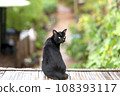 black cat sit down on bamboo wood 108393117