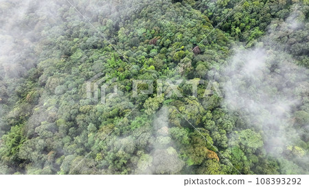 Mist on tropical rainforest mountain, Tropical forests can increase the humidity in air and absorb carbon dioxide from the atmosphere. Mist on tropical rainforest mountain, Tropical forests can increase the humidity in air and absorb carbon dioxide from the atmosphere. 108393292