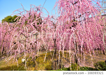 京都市城南宮神社的垂梅 108393321