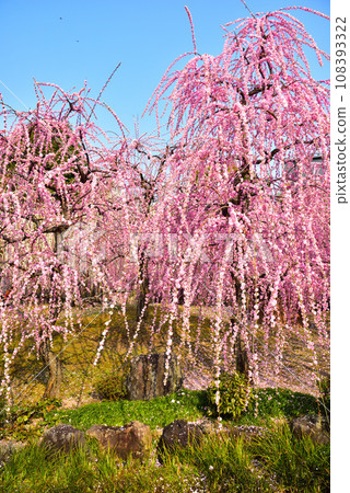 京都市城南宮神社的垂梅 108393322