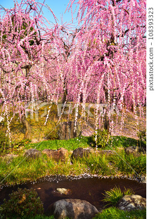 京都市城南宮神社的垂梅 108393323