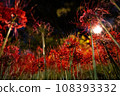 cluster amaryllis, botanic, botanical 108393332