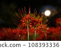 cluster amaryllis, bloom, blossom 108393336