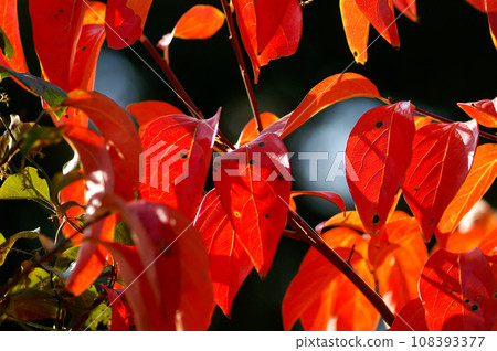 Autumn leaves of persimmon Autumn leaves of persimmon 108393377