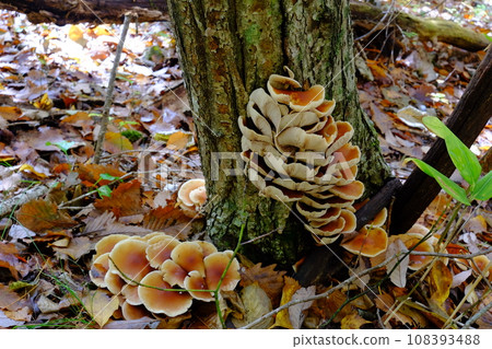 Kuritake mushroom with open cap Kuritake mushroom with open cap 108393488