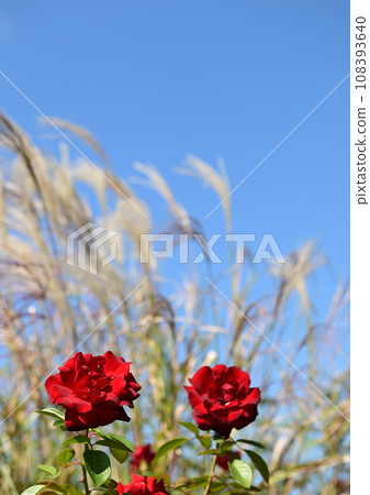 Bright red roses and pampas grass that shine against the blue sky 108393640