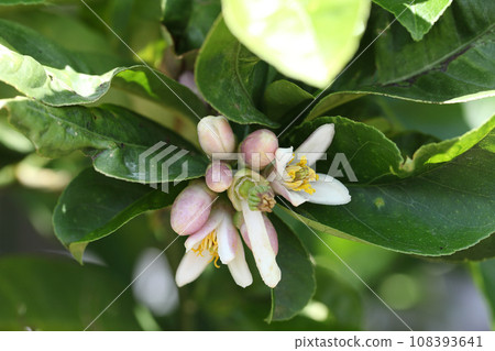 Bushkan flowers, buds and after flowering 108393641
