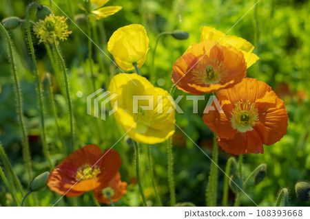 yellow and orange poppies 108393668