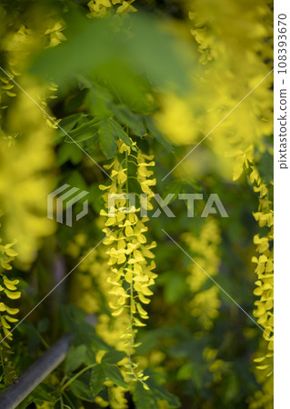 Yellow wisteria 108393670