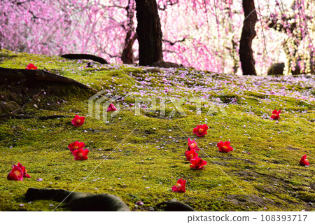 Weeping plums and camellias at Jonangu Shrine, Kyoto City 108393717