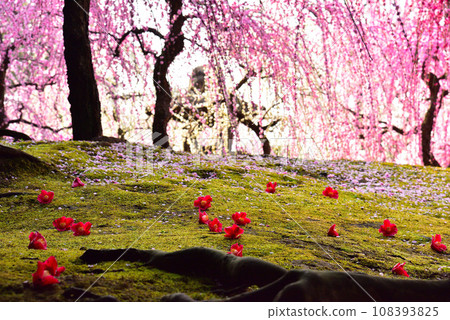 京都市城南宮神社的垂梅與山茶花 京都市城南宮神社的垂梅與山茶花 108393825