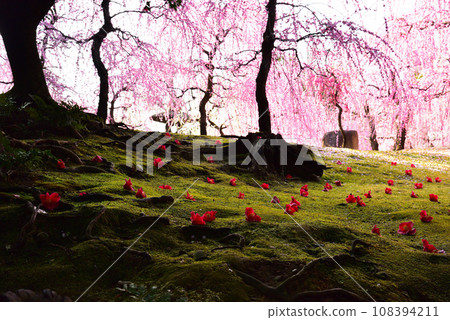 京都市城南宮神社的垂梅與山茶花 京都市城南宮神社的垂梅與山茶花 108394211