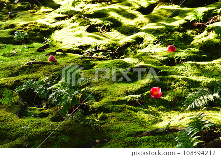 京都市城南宮的苔蘚與山茶花 京都市城南宮的苔蘚與山茶花 108394212