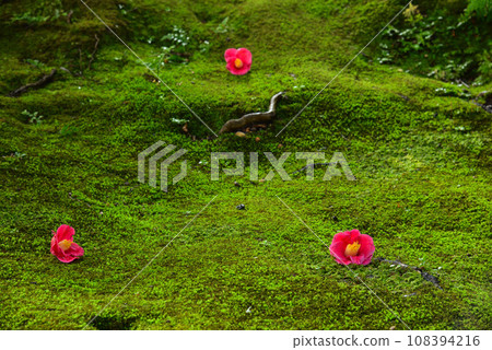 Moss and camellia at Jonangu Shrine, Kyoto City 108394216