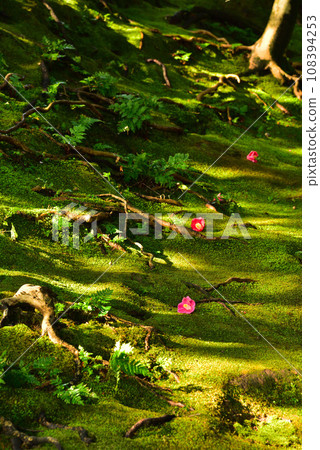 京都市城南宮的苔蘚與山茶花 108394253