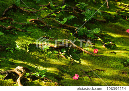 京都市城南宮的苔蘚與山茶花 京都市城南宮的苔蘚與山茶花 108394254
