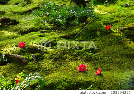 Moss and camellia at Jonangu Shrine, Kyoto City Moss and camellia at Jonangu Shrine, Kyoto City 108394255