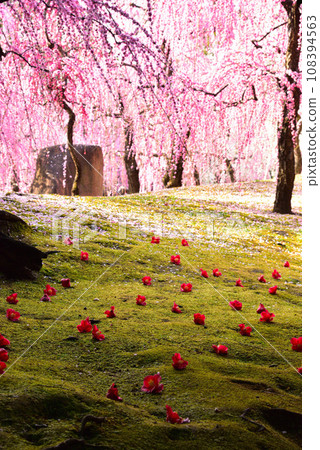 Weeping plums and camellias at Jonangu Shrine, Kyoto City 108394563