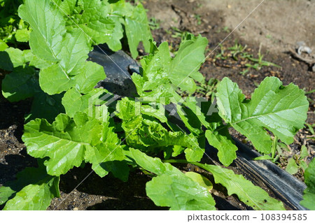 Radish field Radish field 108394585
