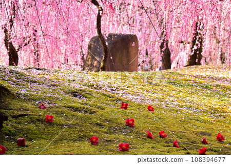 Weeping plums and camellias at Jonangu Shrine, Kyoto City Weeping plums and camellias at Jonangu Shrine, Kyoto City 108394677