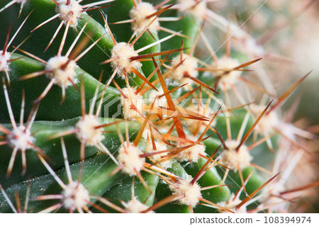 Cactus with many thorns Cactus with many thorns 108394974