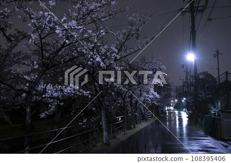 Cherry blossoms in full bloom at Jushikawa (Yokkaichi City, Mie Prefecture) 108395406
