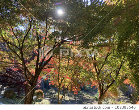 Brightly colored autumn leaves in the mountain village Brightly colored autumn leaves in the mountain village 108395546