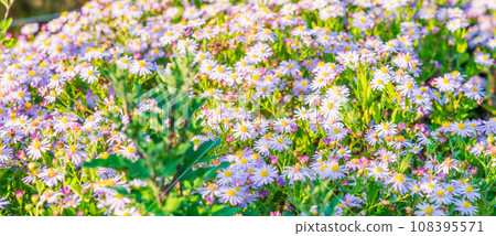 Asteraceae petals shining in the setting sun 108395571