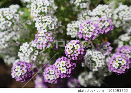 Cute alyssum flowers grown from seeds Cute alyssum flowers grown from seeds 108395863