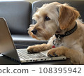 Business dog operating a computer 108395942
