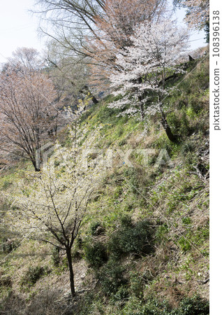 Cherry blossoms in full bloom at Mt. Yoshino (Yoshino Town, Nara Prefecture) 108396138