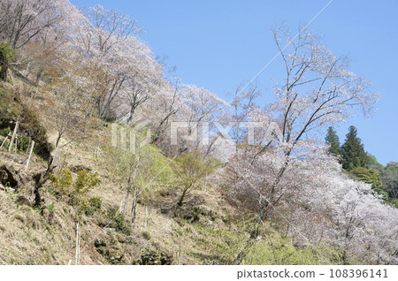 Cherry blossoms in full bloom at Mt. Yoshino (Yoshino Town, Nara Prefecture) Cherry blossoms in full bloom at Mt. Yoshino (Yoshino Town, Nara Prefecture) 108396141
