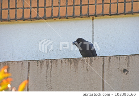 瓢蟲玻璃 瓢蟲玻璃 108396160