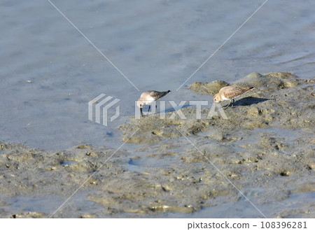 兩隻鷸在找食物 兩隻鷸在找食物 108396281