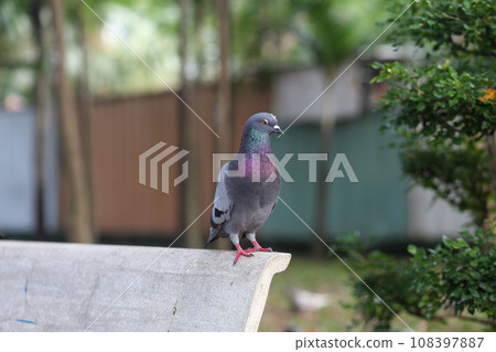 A tight shot of a blue pigeon on a bench in the park A tight shot of a blue pigeon on a bench in the park 108397887