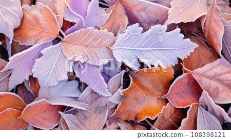 Frosty autumn morning. Hoarfrost on autumn leaves 108398121