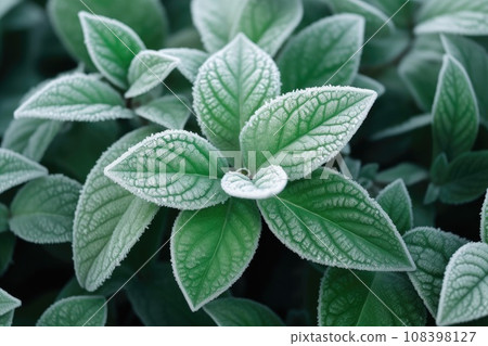 Green leaves of plants covered with frost Green leaves of plants covered with frost 108398127