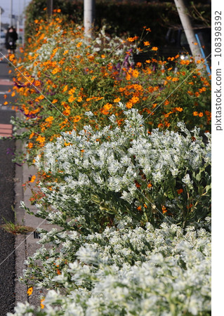 秋天花園裡盛開的白菜花和橙色波斯菊花 秋天花園裡盛開的白菜花和橙色波斯菊花 108398392