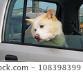 秋田狗從車上偷看 108398399