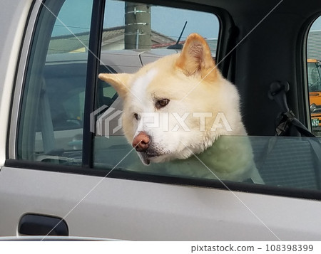 秋田狗從車上偷看 108398399