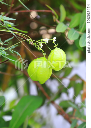 氣球藤的白花和果實 氣球藤的白花和果實 108398454