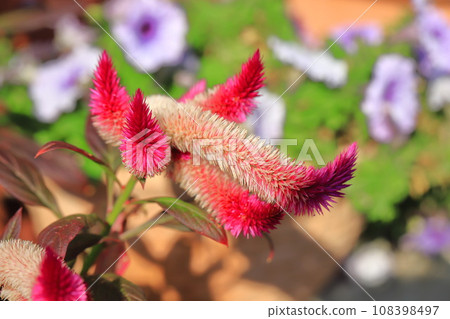 Elongated cockscomb flower Elongated cockscomb flower 108398497