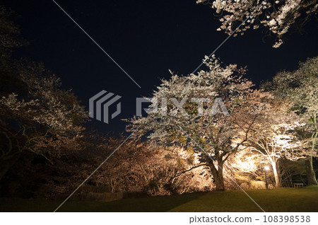 Cherry blossoms in full bloom at Mt. Yoshino (Yoshino Town, Nara Prefecture) 108398538