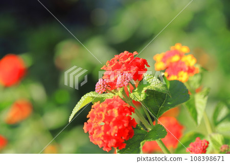 馬纓丹花變紅 馬纓丹花變紅 108398671