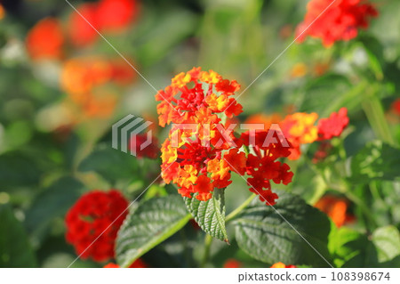 馬纓丹花變紅 馬纓丹花變紅 108398674