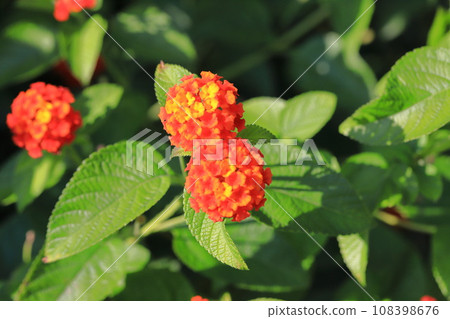 馬纓丹花變紅 馬纓丹花變紅 108398676