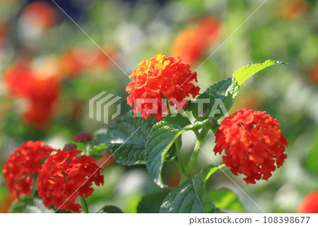 Lantana flowers turning red 108398677