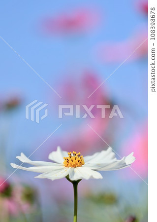 White cosmos White cosmos 108398678