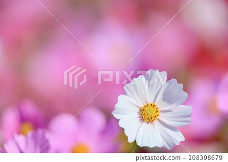 White cosmos 108398679