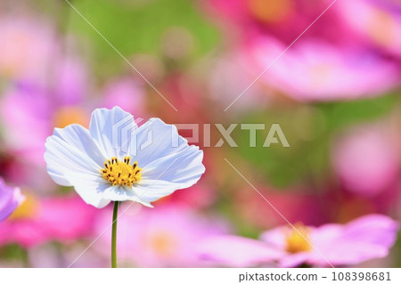 白色宇宙 白色宇宙 108398681